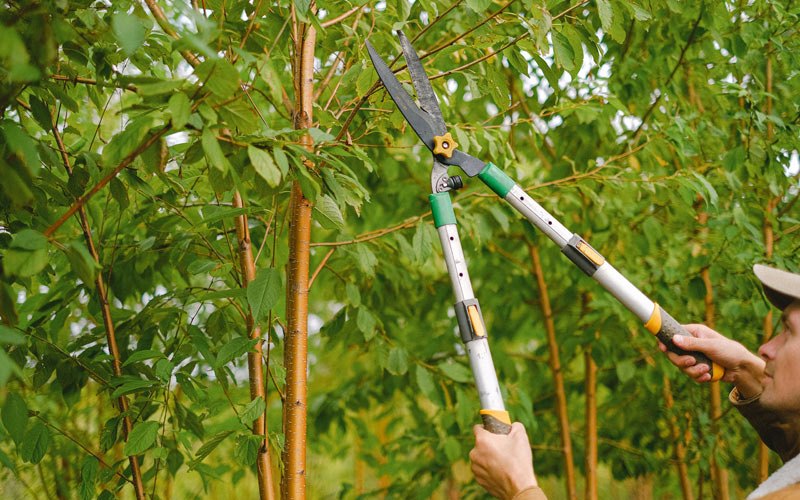 Tree trimming in Caruthersville, MO